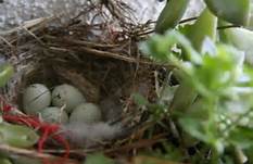Nest